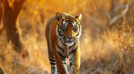 Multiple Image Additional Image 1